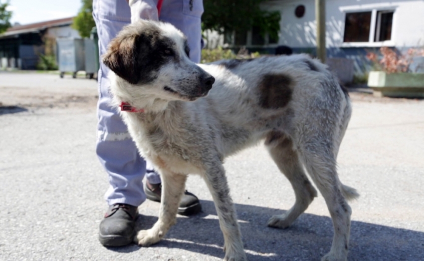 İkinci Kuyu köpek vakası: 3 gün sonra kurtarıldı