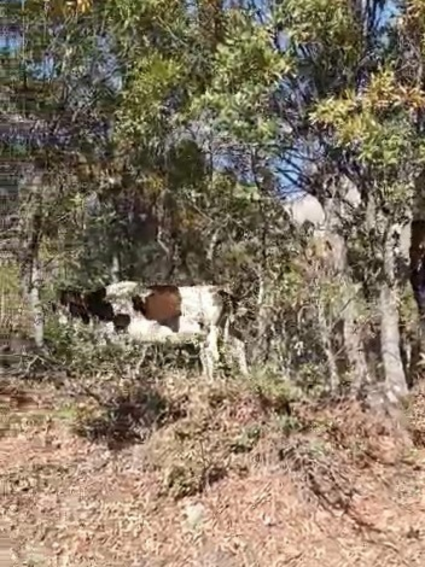 Kafası ağaca sıkışan inek kurtarıldı