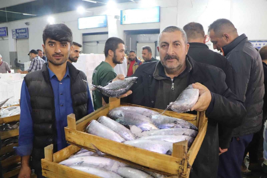 Kasalar dolusu palamut kapış kapış satıldı