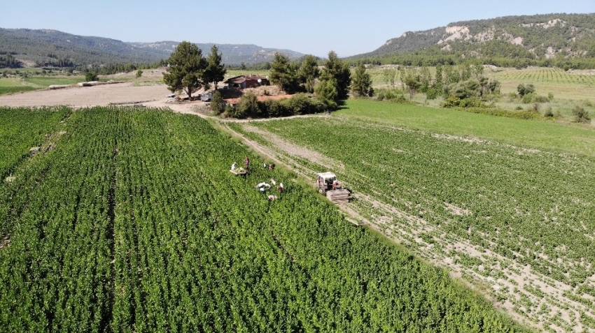 Denizli, kekik ve tütün üretiminde zirvede