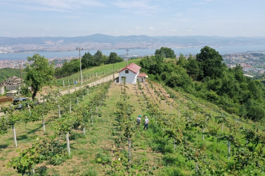 Emekli işçi, hibe desteği ile boş arazisine diktiği kivilerden 50 ton ürün aldı