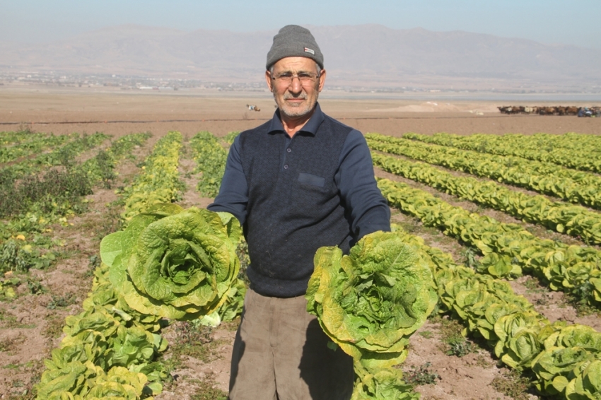 Su çekildi, nehir kenarında tarım başladı