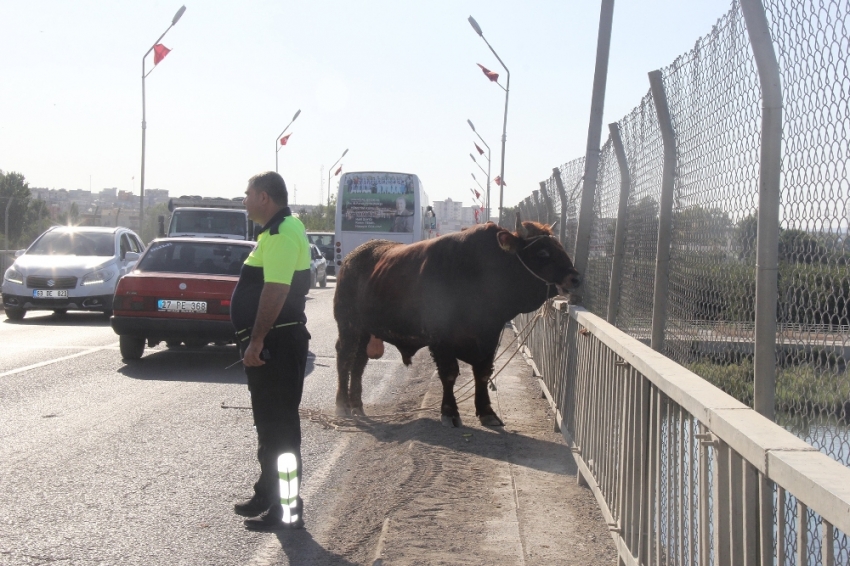 Sahibinin elinden kaçan boğa trafiği birbirine kattı