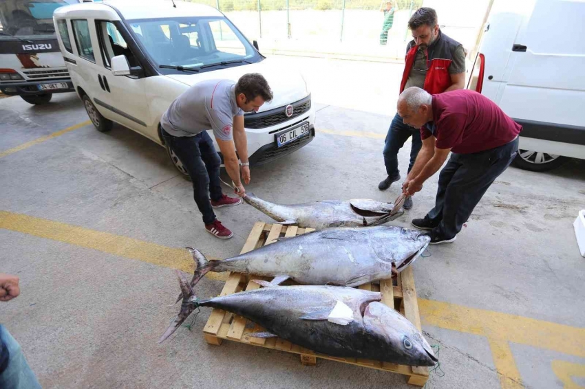 Avlanması yasak olan 3 adet mavi yüzgeçli orkinos balığı ele geçirildi