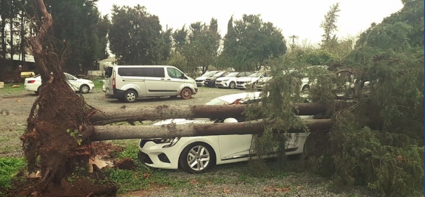 Devrilen ağaç otomobili pert etti