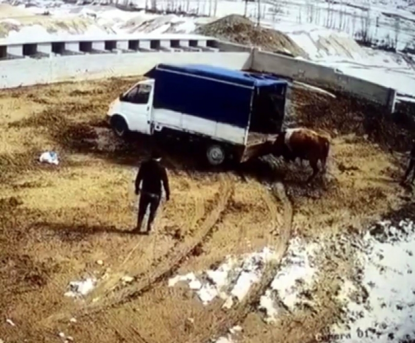 Azgın boğa önce aracı itti sonra sahiplerini kovaladı