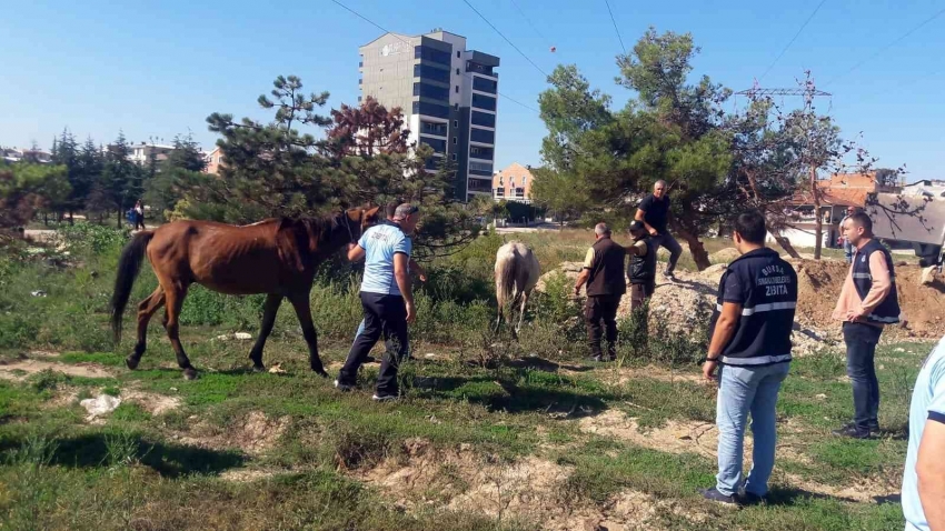 Başıboş atlar yakalandı