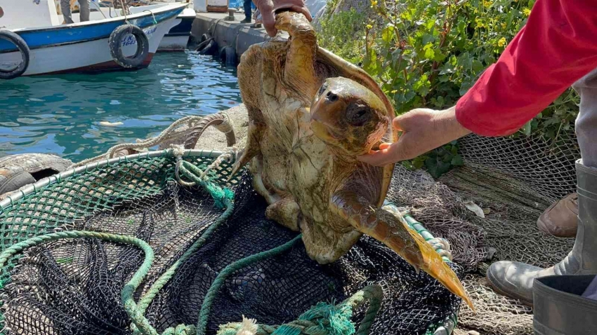 İskenderun’da yaralı halde bulunan deniz kaplumbağası tedaviye alındı