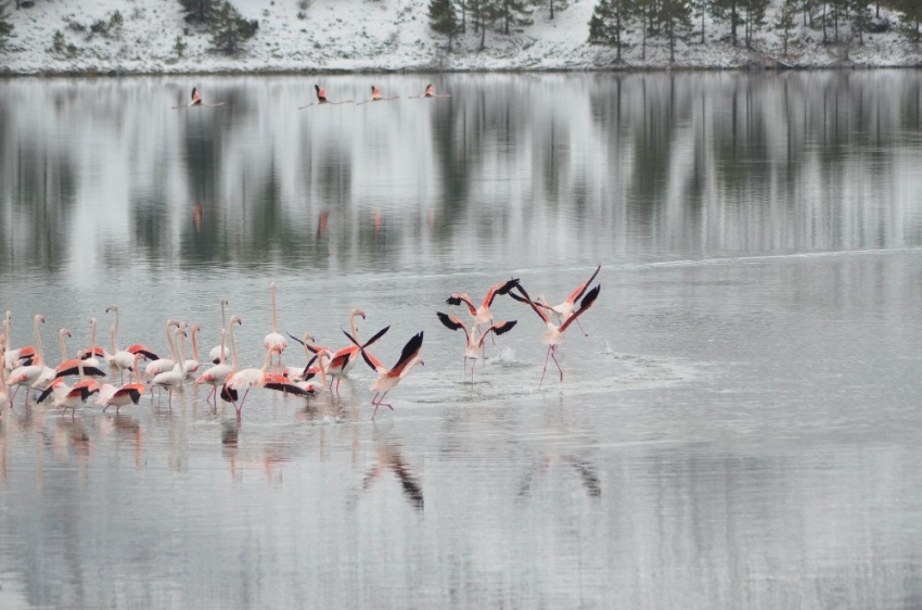 13 flamingo soğuktan öldü