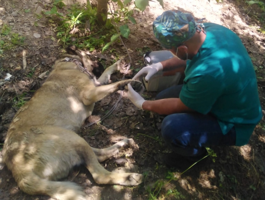 Bir haftada 2 köpeği yılan ısırdı