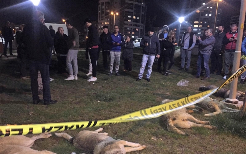 Ankara'da köpek katliamı!