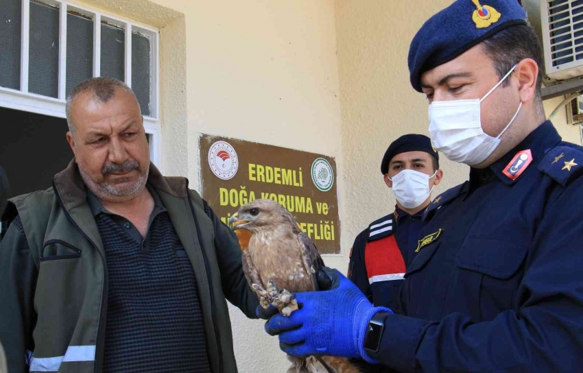 Jandarmadan yaralı şahine şefkat eli