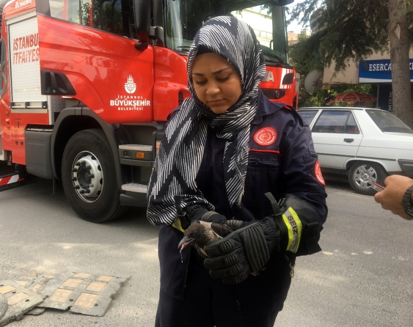 Ağaçta mahsur kalan yaralı karga kurtarıldı