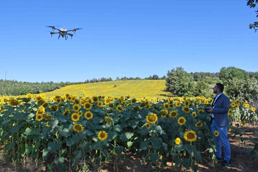 Kestel’de çayır tırtılı istilasına dronlu önlem