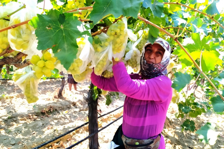 Dünyaca ünlü üzümleri korumak için 4 bin salkımı çöp poşetleriyle kapladı