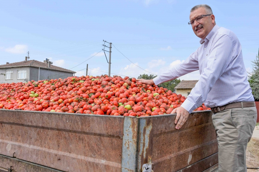 Karacabeyli domates üretici memnun!