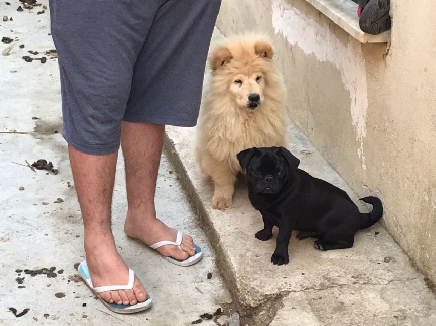 Gümrük kaçağı yavru köpekler ihaleyle satışa çıkarıldı