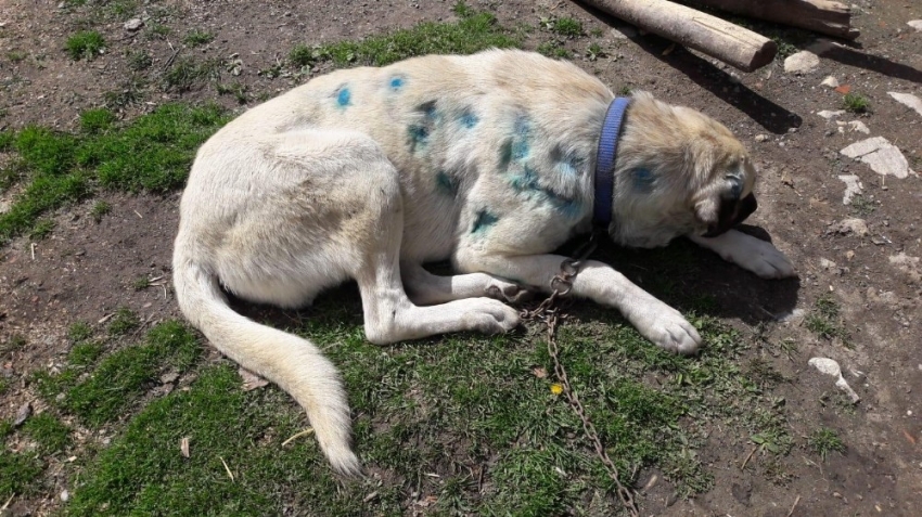 Bir köpek, av tüfeğiyle vurulmuş halde bulundu