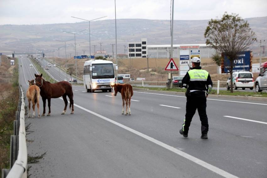 Dikkat bu yolda karşınıza at çıkabilir !