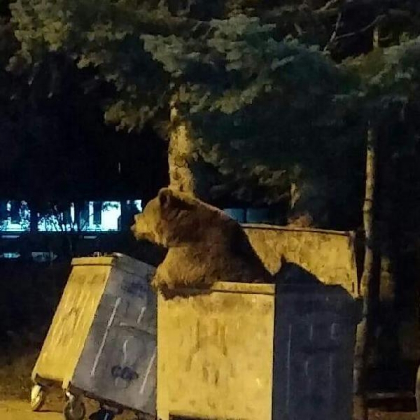 Uludağ’da aç kalan ayılar çöpte yiyecek aradı