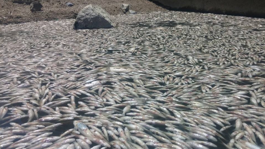 Bursa'daki toplu balık balık ölümleri meclis gündeminde
