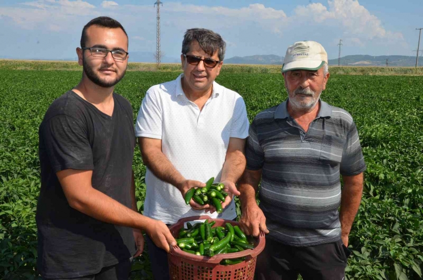 Biber eken 13 kat fazla kazanıyor