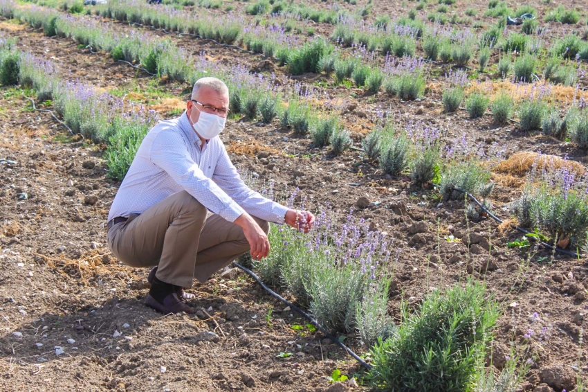 Aromatik bitkiler Karacabey'de yeni gelir kapısına dönüşebilir