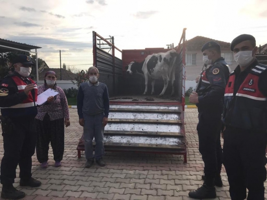 Çalınan ineğine kavuşan kadın sevinçten ne yapacağını şaşırdı