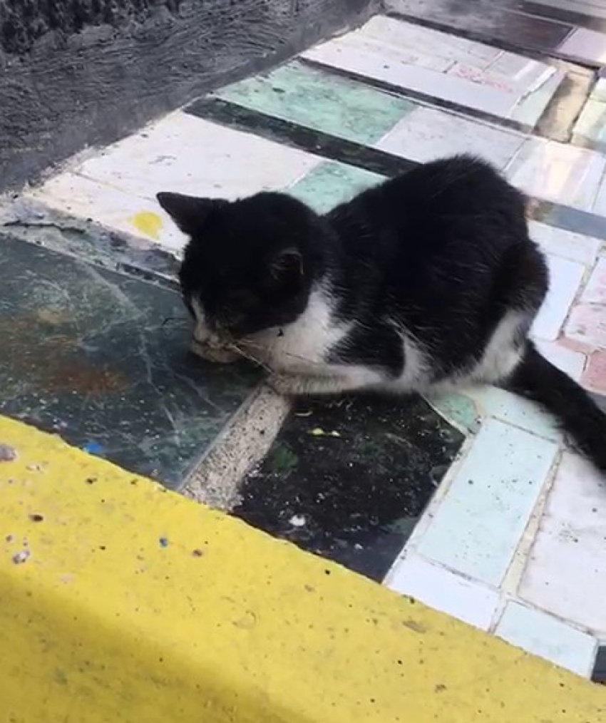 Ağzı ve gözüne yapıştırıcı sürülen kedi, kaldırıma yapıştırılmış halde bulundu