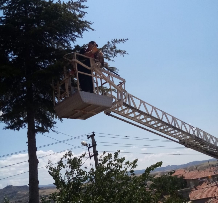 Çıktığı ağaçtan inemeyen kediyi itfaiye kurtardı