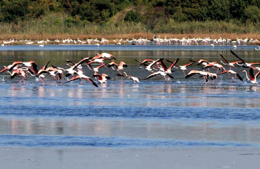 Hersek Lagünü’nde flamingoların görsel şöleni başladı