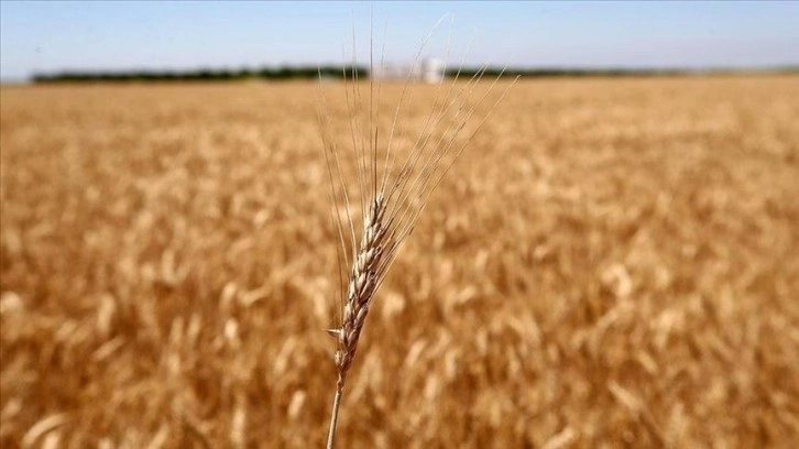 AB, Ukrayna'ya sınırsız destek mesajı verse de ülkeden tahıl alımını kısıtlı tutuyor