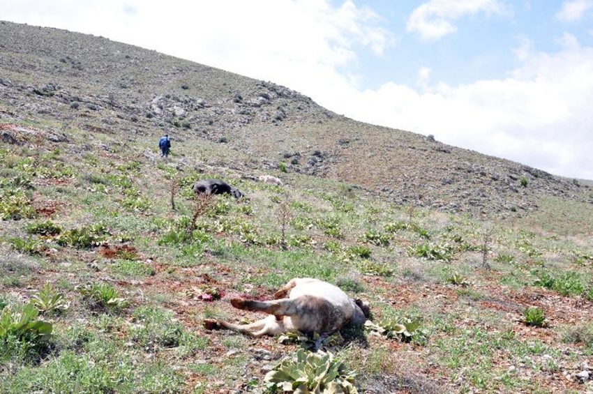 2 kilometre kovaladılar, sonunda vurdular