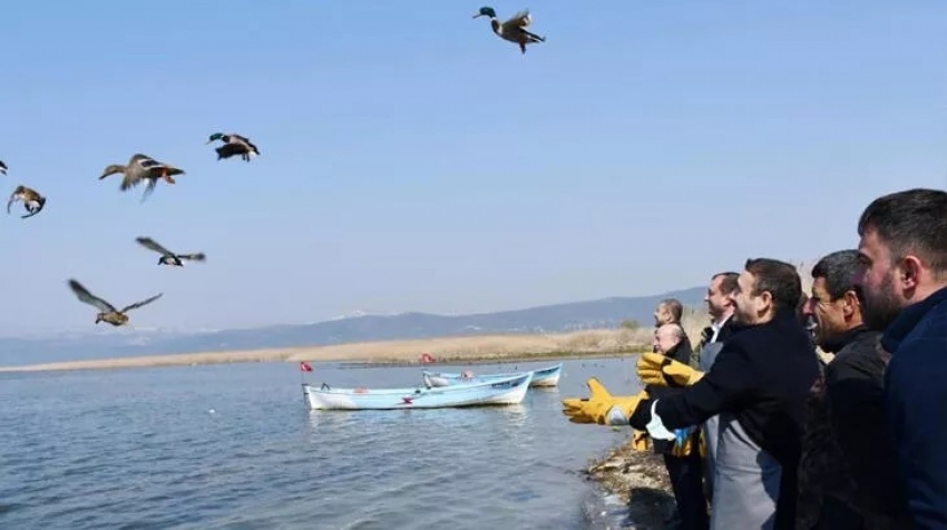 İznik Gölü'nde kaçak avcılardan kurtarılan 56 ördek artık özgür