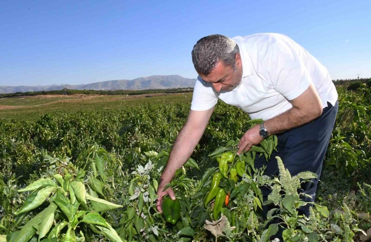 ABD’nin kapya biberi Malatya’dan
