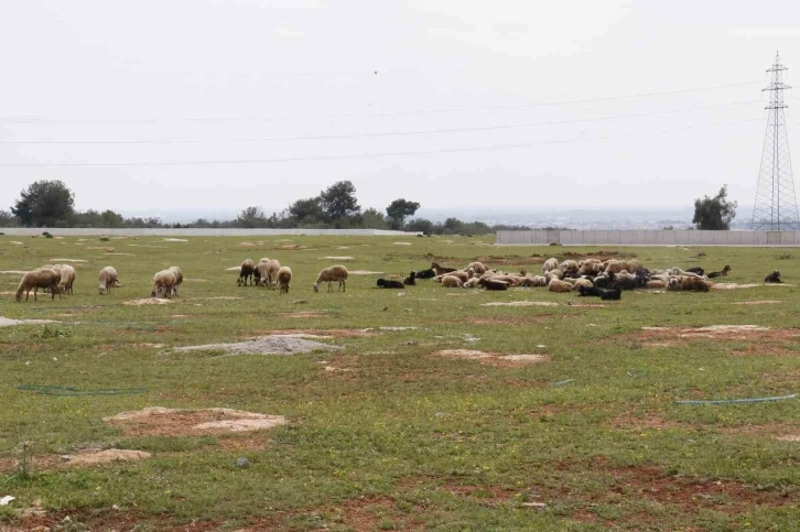 Aç kalan sokak köpekleri bir yılda 30 koyunu telef etti
