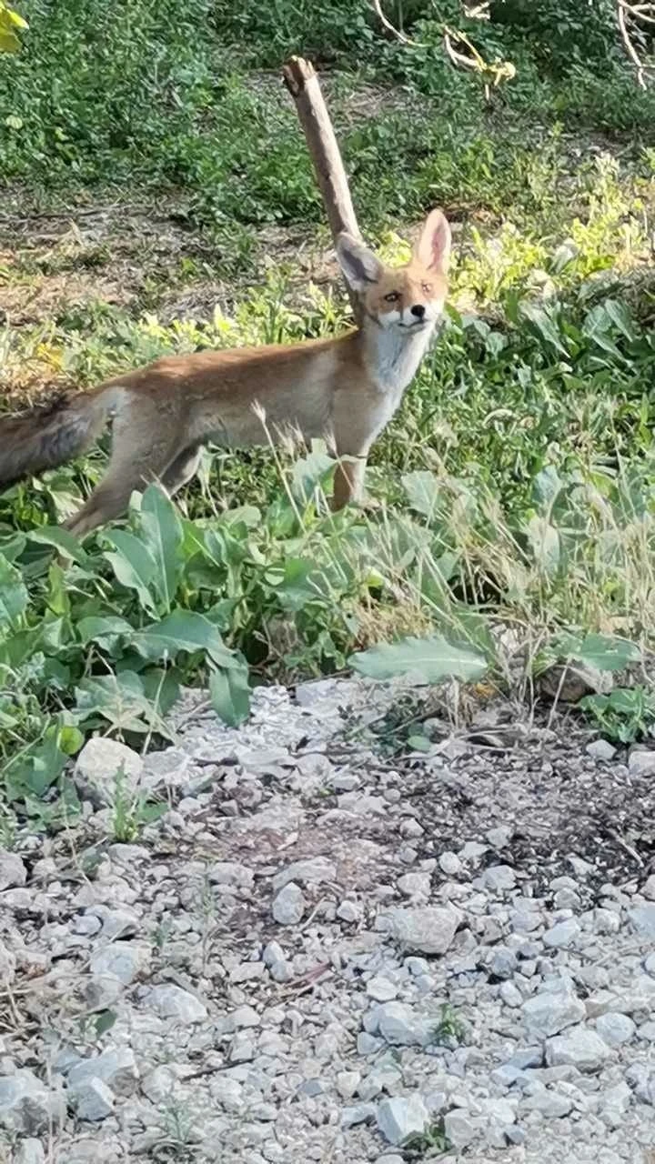 Aç kalan tilki, çiftçinin bahçesine indi
