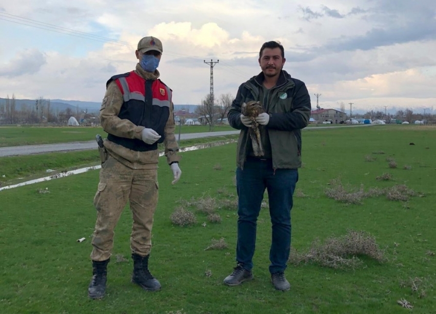 Jandarmanın yaralı halde bulduğu kızıl şahin koruma altına alındı