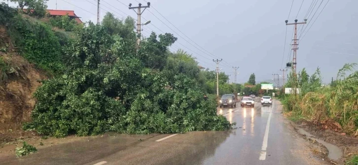 Adana’da fırtına ağaç devirdi
