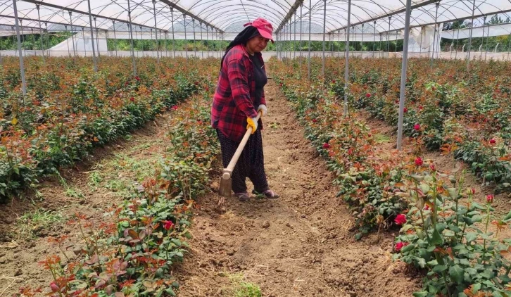 Adanalı hayırsever gül serası kurdu, gelirini çocuklara bağışladı
