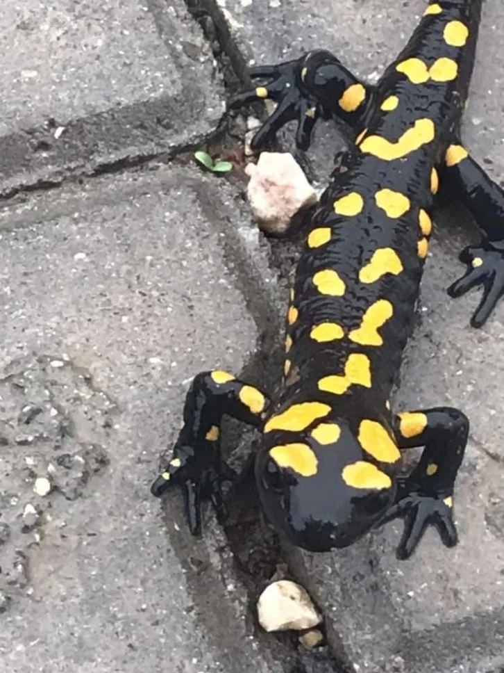 Adıyaman’da sarı benekli semender görüldü
