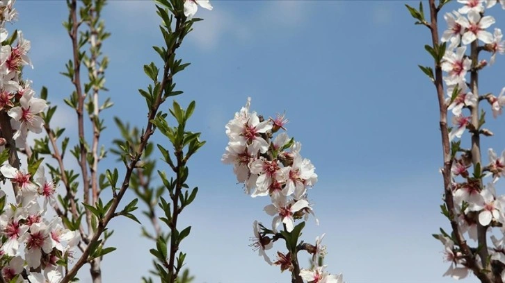 Adıyaman'da çiçek açan badem ağaçları çiftçilerin umudu oldu