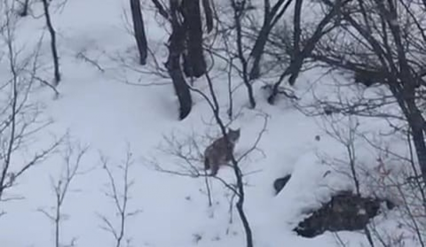 Tunceli’de karda yiyecek arayan vaşak görüntülendi