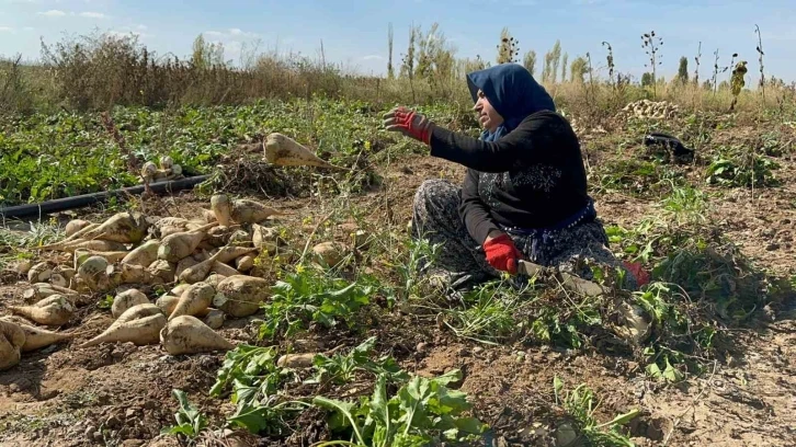 Afyonkarahisar’da pancar söküm sezonu sürüyor
