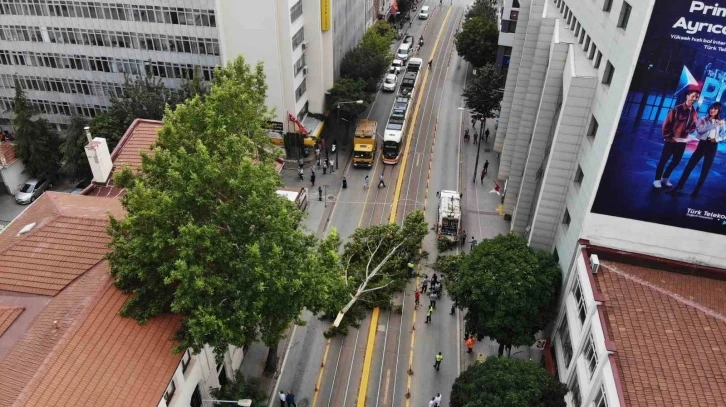 Ağaç dalı yaya ve araç trafiğinin ortasına düştü, facia kıl payı atlatıldı
