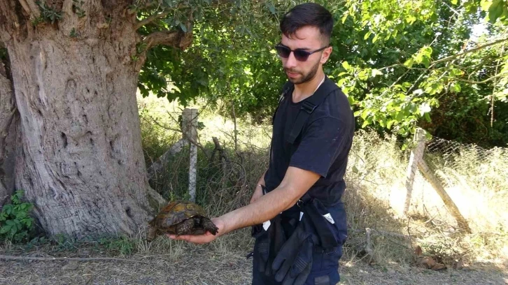 Ağaçlık alanda çıkan yangında itfaiye eri kaplumbağayı yanmaktan böyle kurtardı
