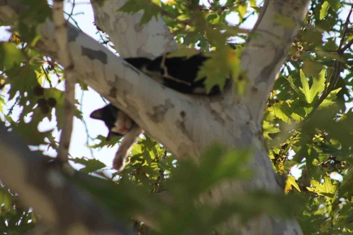 Ağaçta mahsur kalan kedi aşağı atlayınca yürekleri ağızlara getirdi
