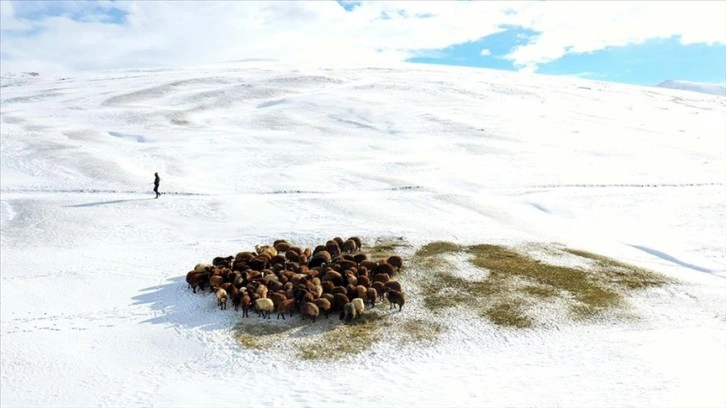 Ağrılı besicilerin kar üzerindeki mesaileri erken başladı