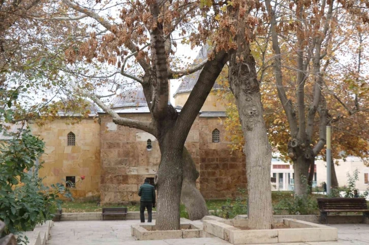 Ahi Evran Türbesinde sonbahar mest etti, tavsiyeleri 800 yıldır yaşıyor
