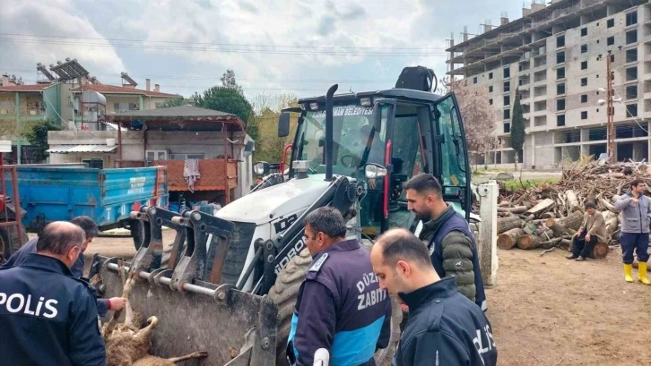 Ahıra girdiğinde şok oldu: 15 koyun telef edilmiş halde bulundu
